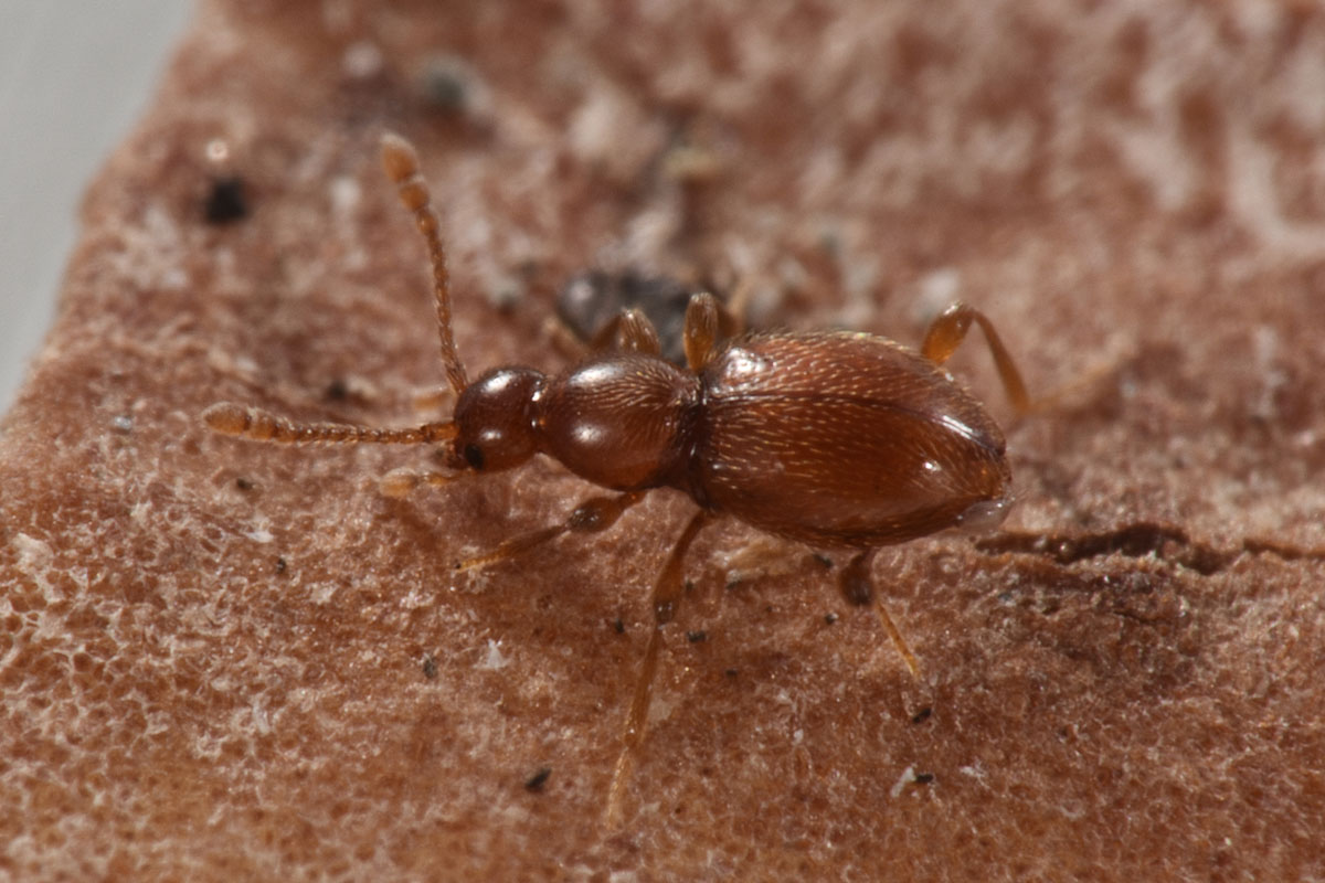 Scydmaenidae: Scydmaenus rufus?